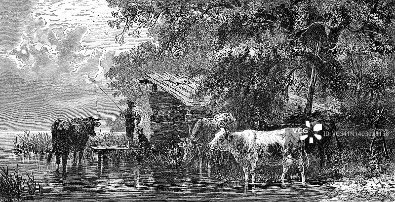 在斯塔恩伯格湖，奶牛和渔夫在湖边图片素材