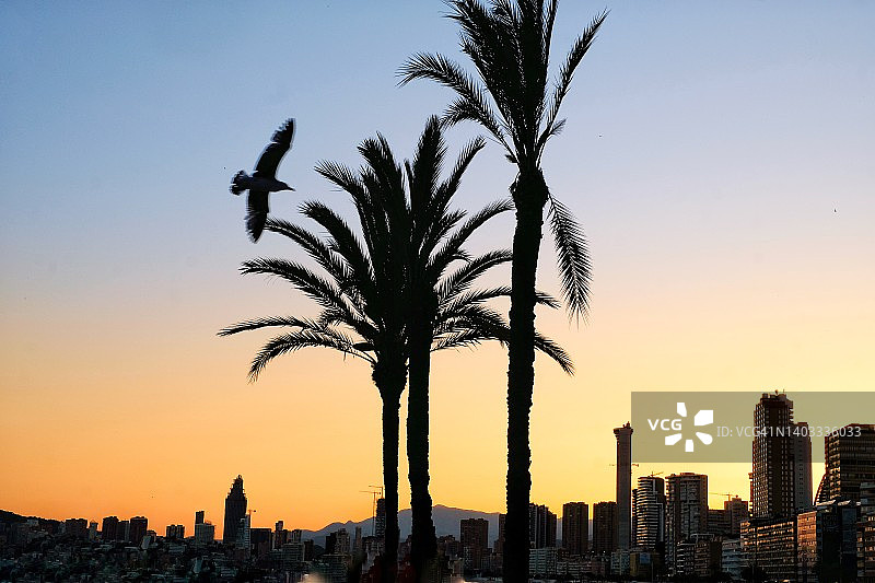 棕榈树和海鸥的剪影图片素材