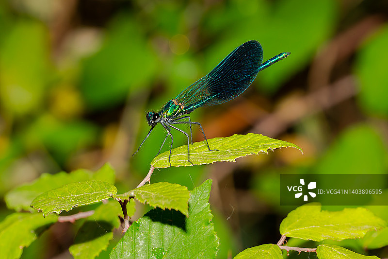 一只蓝翅膀的蜻蜓栖息在一根绿色的树枝上。河流和湖泊的昆虫。魔鬼的马。图片素材