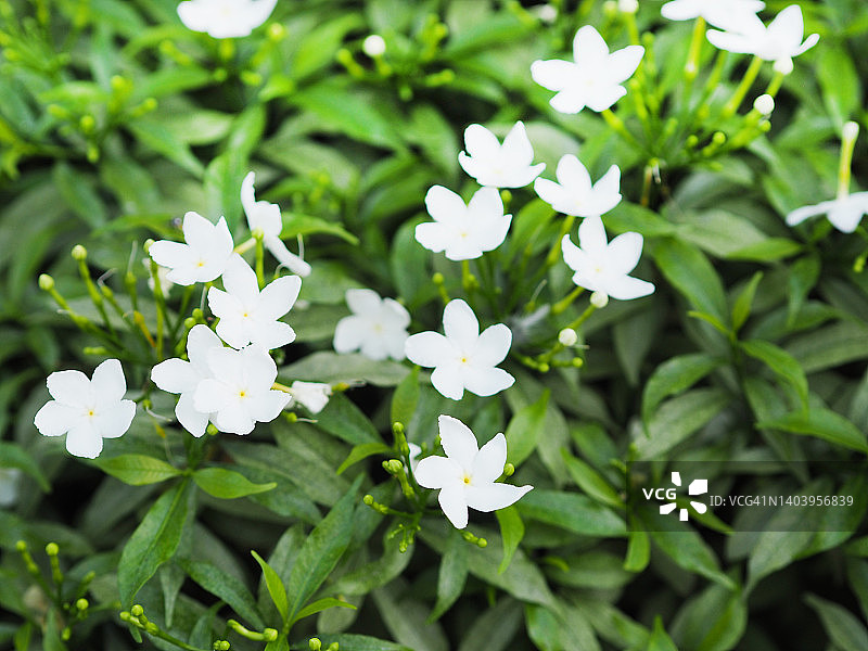 山茱萸，花园里盛开的小白花，植物夹竹桃科自然背景图片素材