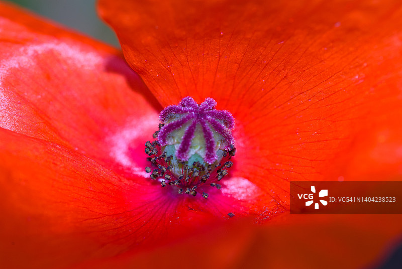 红色罂粟花的中心图片素材