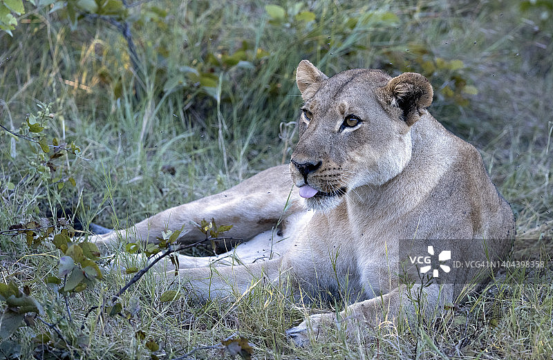 母狮休息图片素材