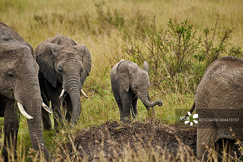 小象被妈妈保护着图片素材