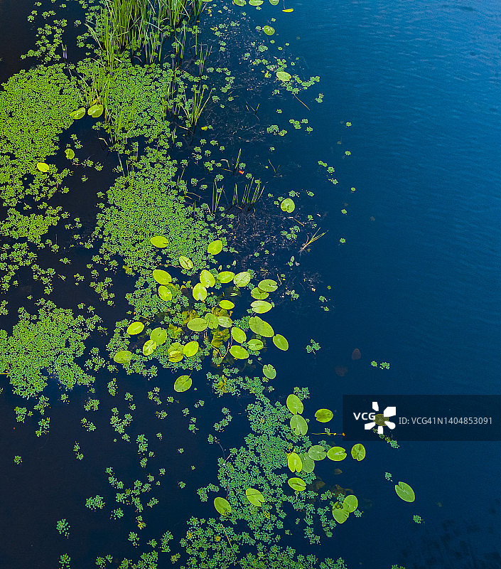 睡莲自然背景。充满活力的绿色蓝色河流植物和水的背景图片素材