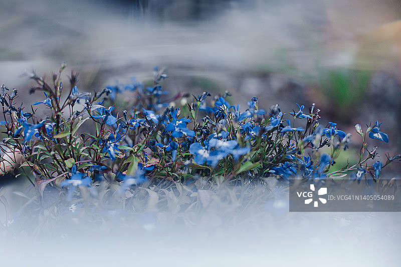宏观蓝色半边莲花背景图片素材