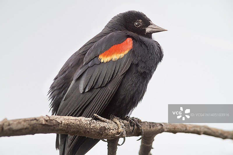 极端特写的雄性红翼黑鸟与膨胀的羽毛图片素材
