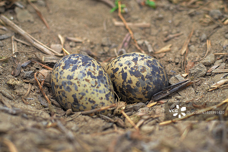 小水鸟鸟的蛋图片素材