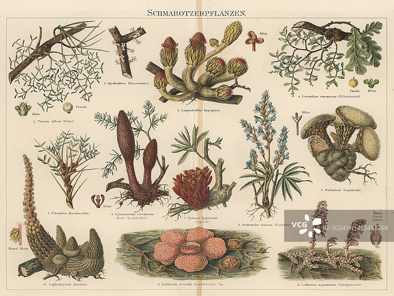 寄生植物的旧色刻印插图图片素材