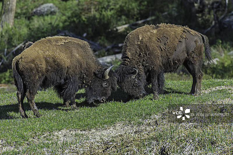美洲野牛，美洲野牛，是北美草原上的一种动物。黄石国家公园图片素材