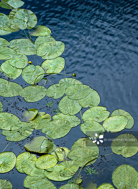 睡莲-河川植物的蓝绿色-漂浮在水面上图片素材