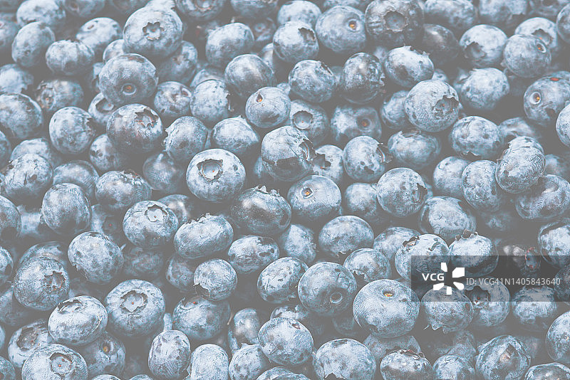 新鲜蓝莓背景。质地接近蓝莓浆果。图片素材