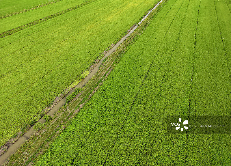 鸟瞰泰国乡村的稻田图片素材