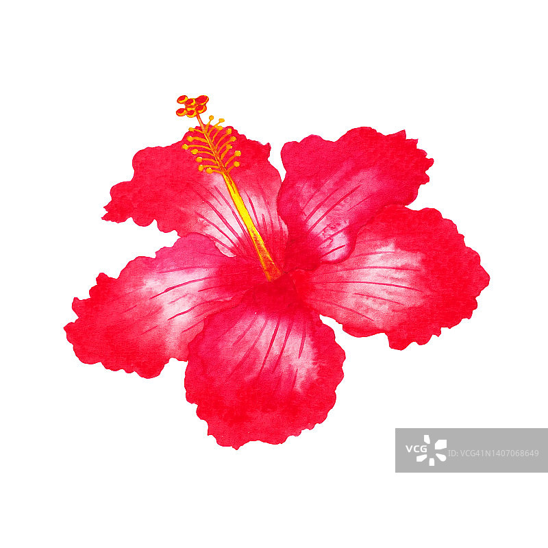 芙蓉红花异域热带花卉叶子绿色自然自然园林植物叶子水彩画树室内植物插图设计背景装饰艺术图案图片素材
