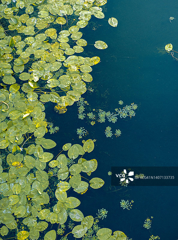 睡莲的叶子和叶子漂浮在水面上。夏季自然背景在池塘图片素材