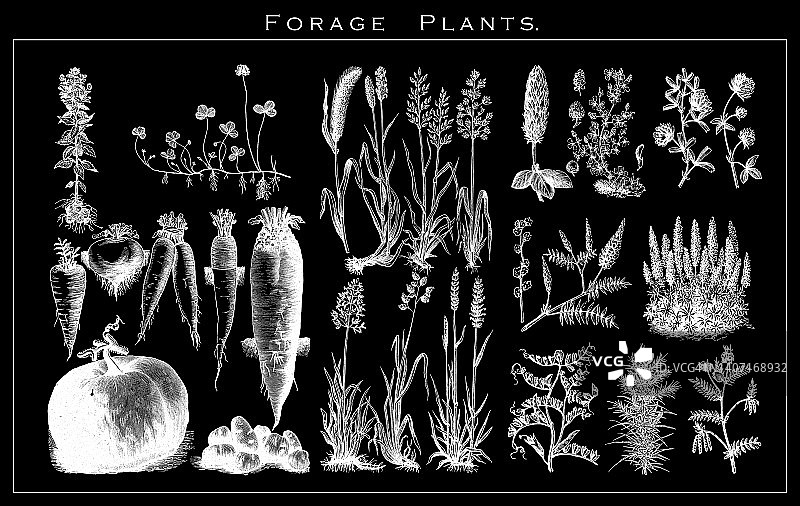 古老的植物学雕刻插图，草料植物图片素材