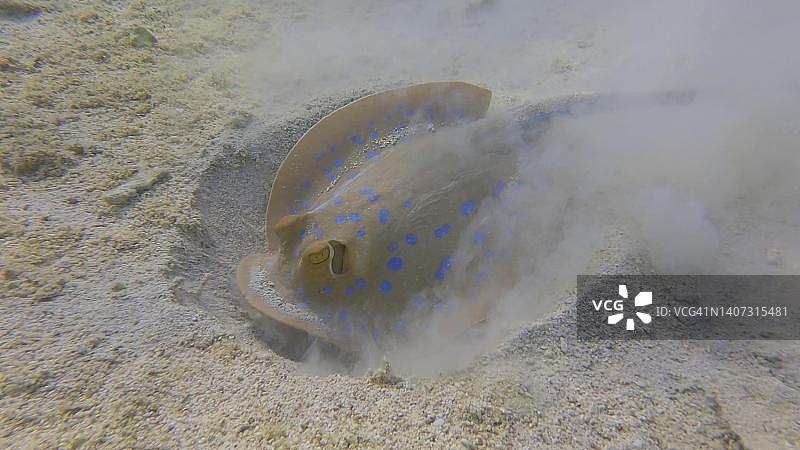 黄貂鱼积极挖掘沙底寻找食物。蓝斑黄貂鱼(Taeniura淋巴瘤)。海洋中的水下生物。埃及红海图片素材