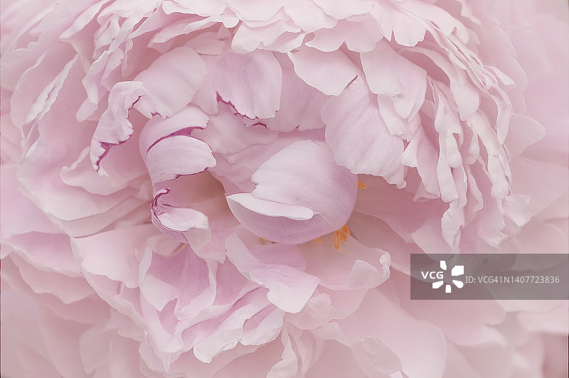 莎拉·伯恩哈特粉红色牡丹详细的花瓣和雄蕊图片素材