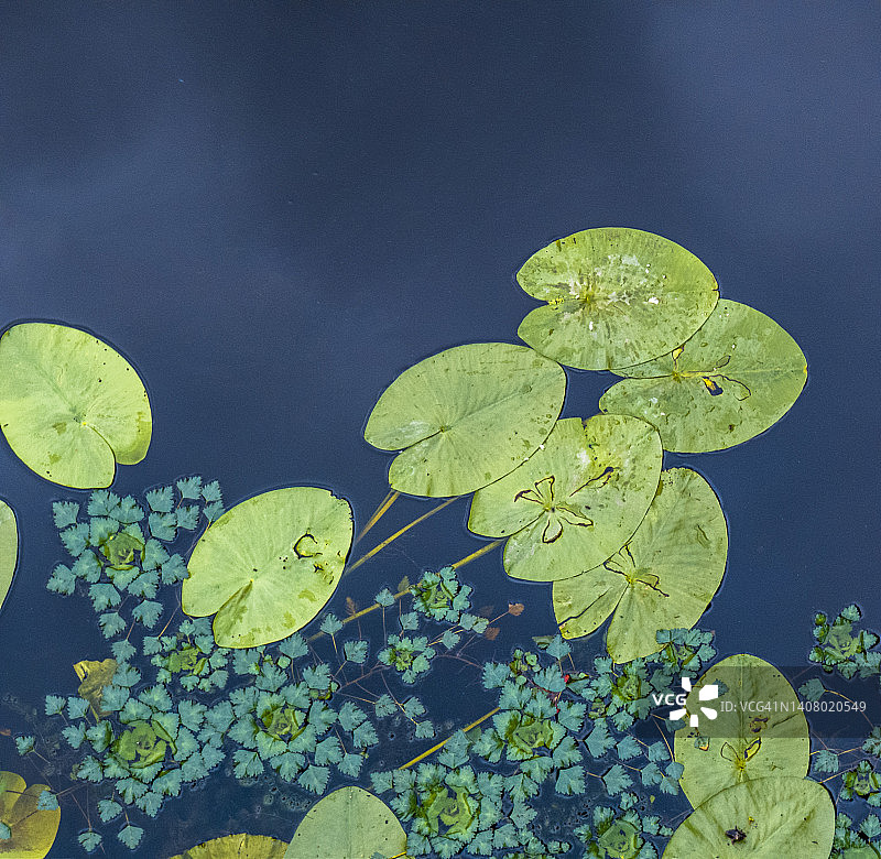 睡莲植物漂浮在平静的水面上图片素材