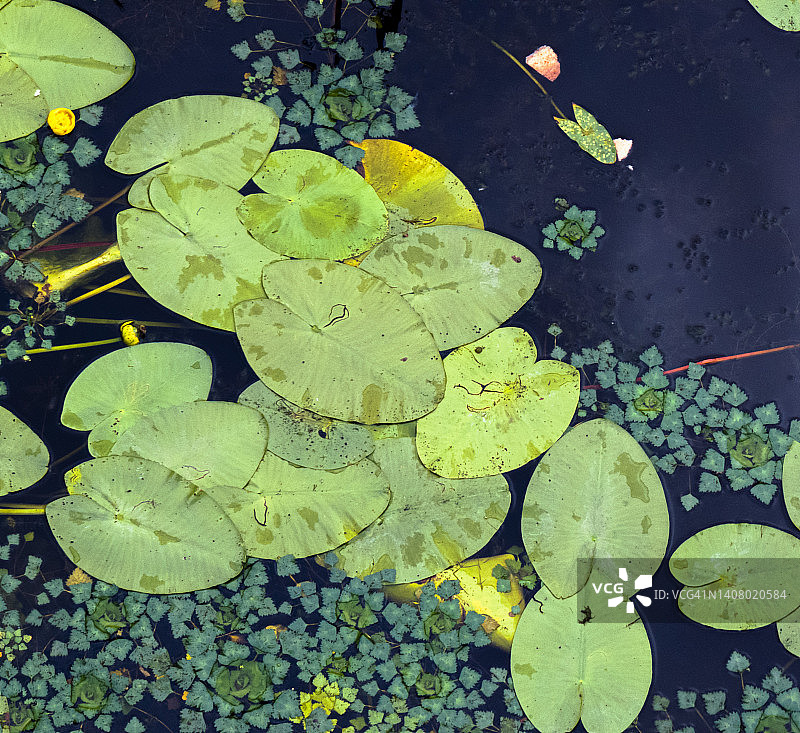睡莲植物漂浮在水面上图片素材