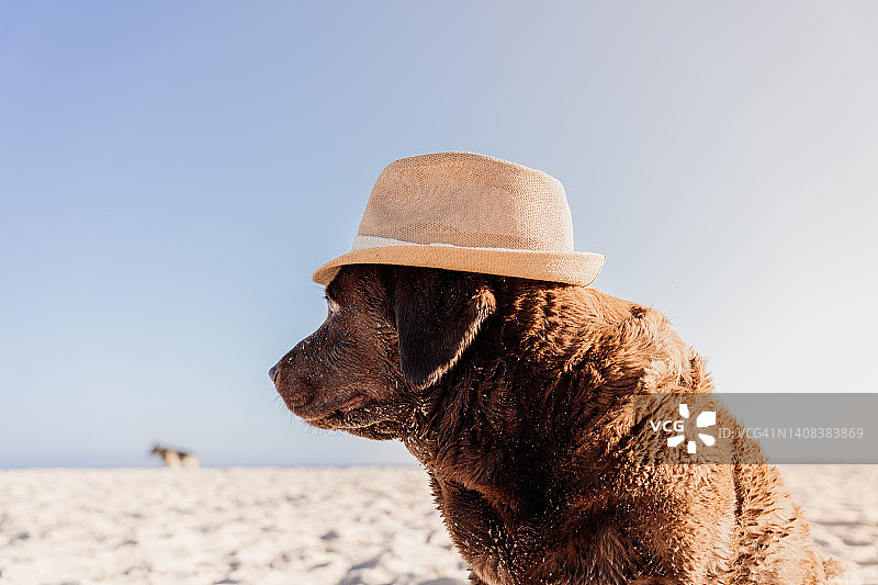 有趣的肖像，一个巧克力拉布拉多寻回狗在海滩上的日落，他的头上戴着一顶草帽图片素材