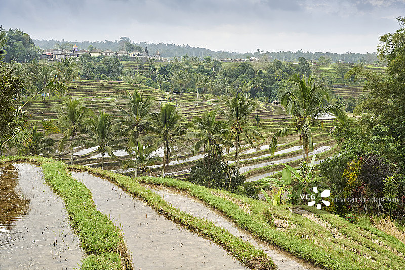 印尼巴厘岛的Jatiluwih Rice Terrace图片素材