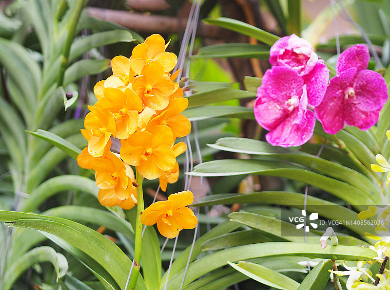 黄色的林道石斛，兰科，蝴蝶兰美丽的花束上模糊了自然的背景图片素材