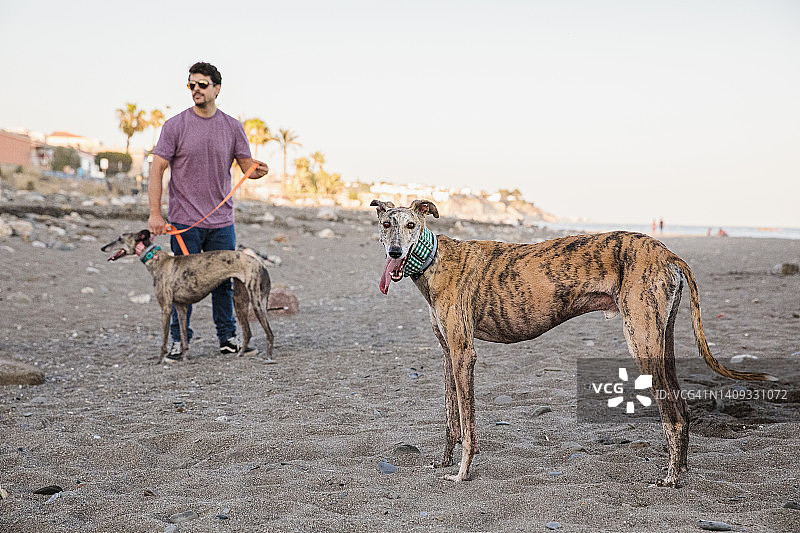灰狗狗和它们的主人在海滩上图片素材