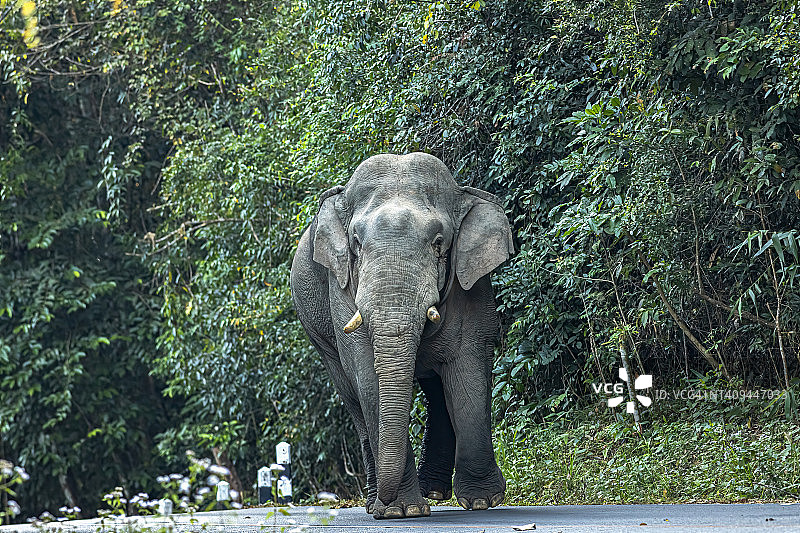 泰国考亚艾国家公园里的大象图片素材