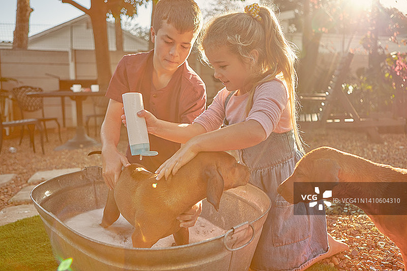 小弟弟和小妹妹在夏天的时候会在后院给他们的脊背狗洗澡。兄弟姐妹的孩子们兴奋地打扫他们收养的宠物，玩耍并学习如何照顾救援动物图片素材
