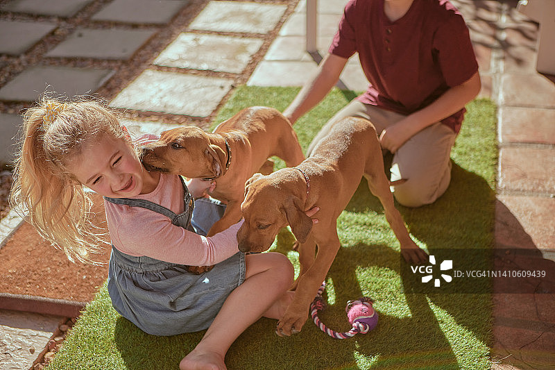孩子们在院子里和小狗玩耍。快乐的孩子和领养的脊背犬玩得很开心。兄弟姐妹们和可爱的棕色宠物在一起，在阳光明媚的周末享受有趣的户外活动图片素材