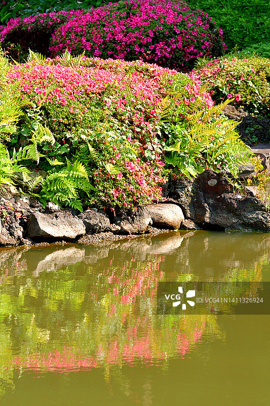新鲜绿叶的杜鹃花:池塘上的美丽倒影图片素材