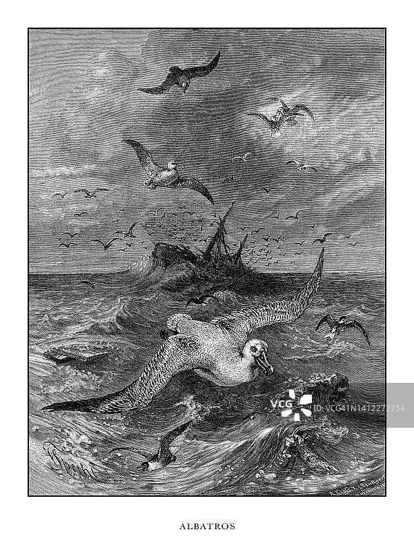 信天翁，鸟，古董美国版画:自然历史，1885年图片素材