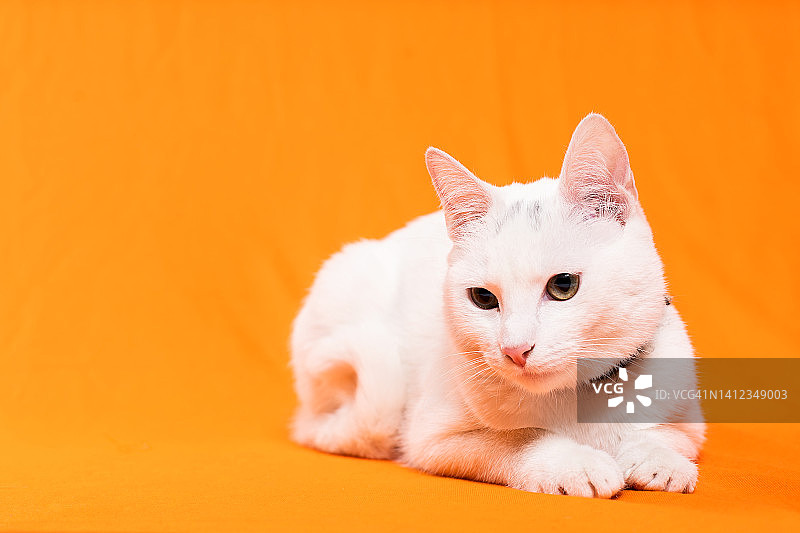肖像的年轻白猫在橙色的背景图片素材