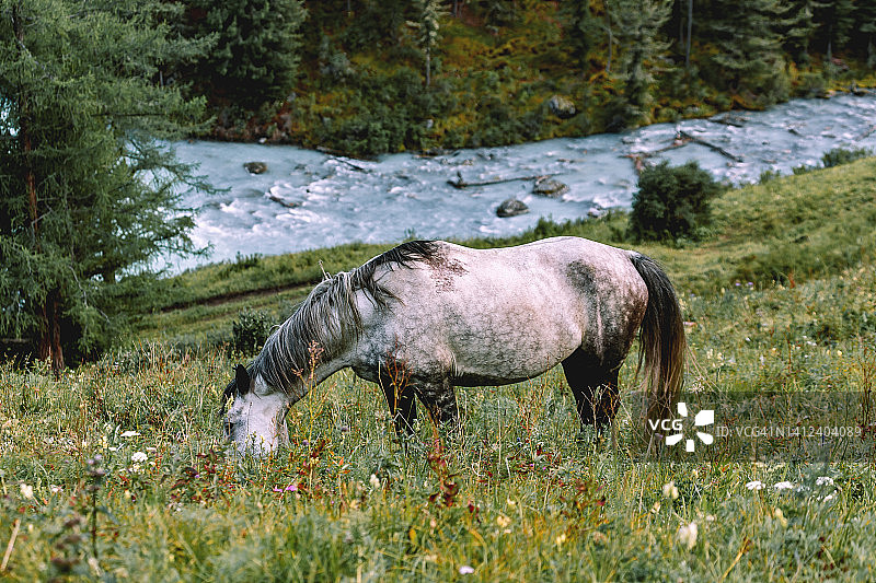 在山谷中的库切林斯基河附近的草地上吃草的马。白俄罗斯国家公园，阿尔泰共和国，西伯利亚，俄罗斯图片素材