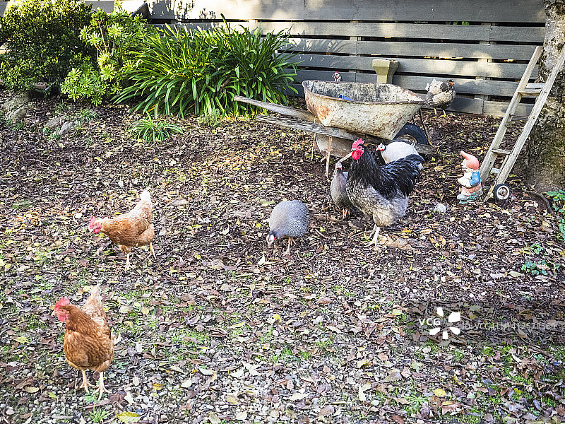 Tawonga花园的鸡、珍珠鸡和公鸡自由放养。Kiewa山谷,维多利亚。图片素材