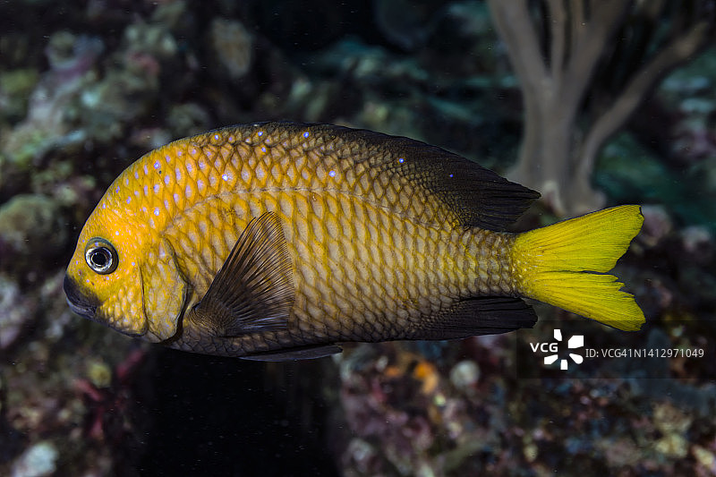 黄小热带鱼。图片素材