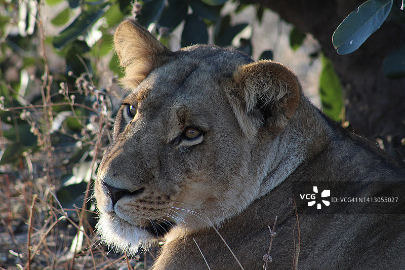 博茨瓦纳萨武提的一只母狮图片素材