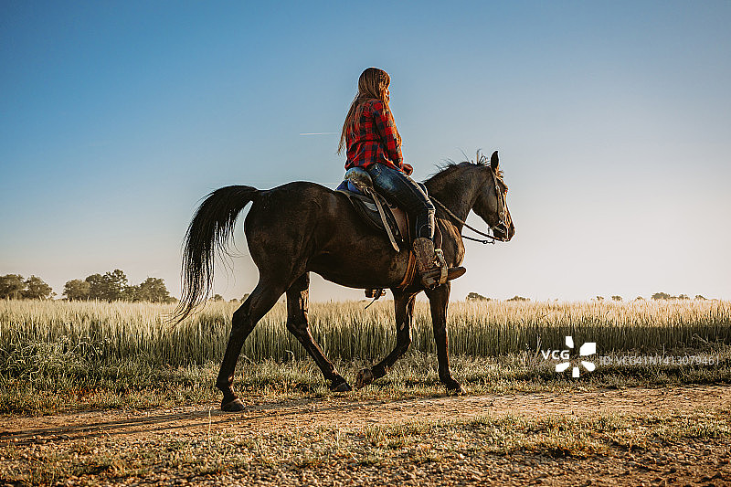 年轻女子骑着马在晴空下的麦田旁图片素材