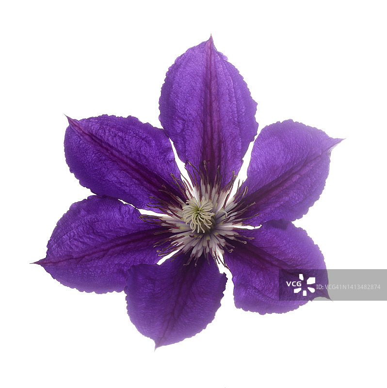 紫色铁线莲花，小铁线莲，特写。图片素材