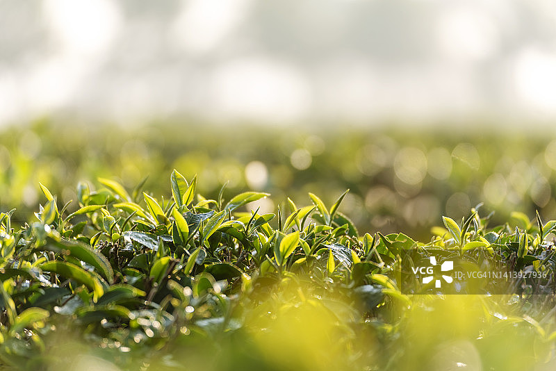 绿茶树叶子田幼嫩嫩芽草本茶树有机农场。关闭新鲜树茶园山绿色自然中草药农场植物背景上午图片素材