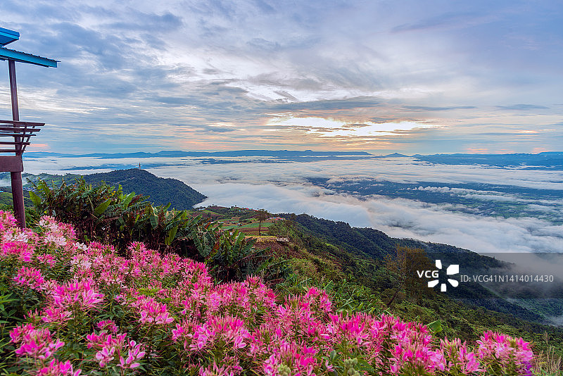 泰国碧差府府显荣克拉国家公园的花田和晨雾的景色图片素材