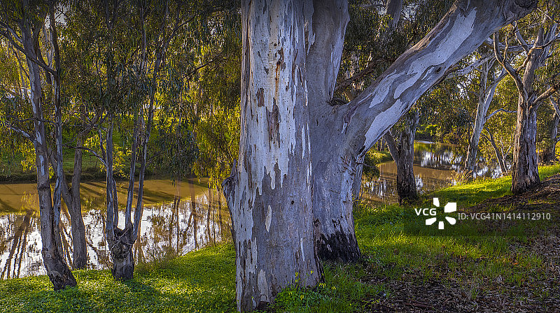 鳄梨河倒影，西维多利亚州查尔顿镇，澳大利亚。图片素材