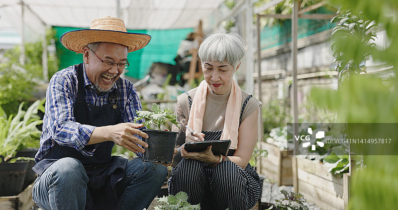 一对幸福的亚洲老夫妇在自家花园里种菜的4k视频。在退休年龄从事创收、种植作物、销售产品的活动。本土生产图片素材