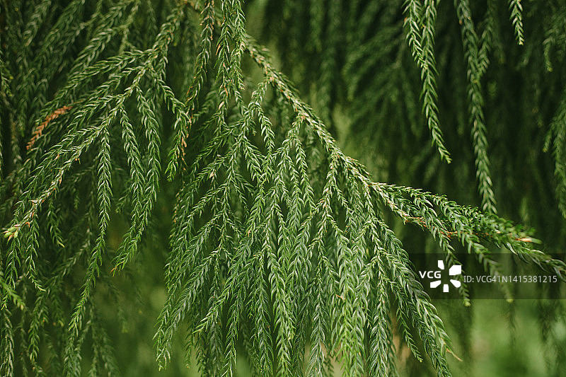 松枝的绿色植物背景图片素材