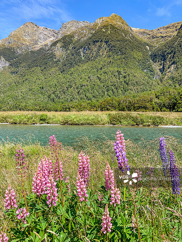 在新西兰峡湾国家公园的埃格林顿山谷，五颜六色的羽扇豆花的风景。图片素材