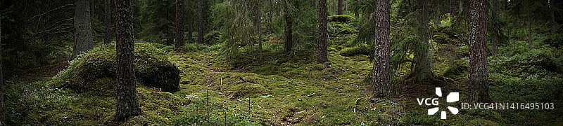 古老的针叶林，夏季有苔藓和石头图片素材