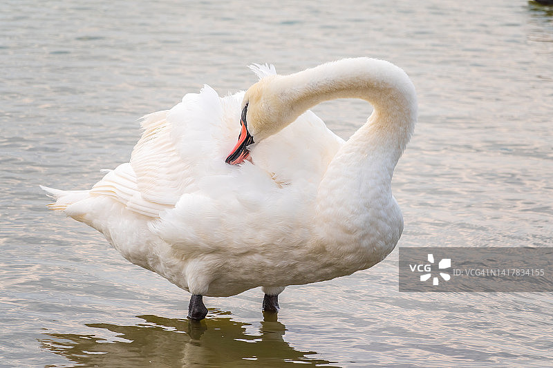 优雅的白天鹅长着红喙站在池塘的岸边图片素材
