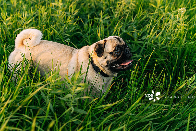 可爱的哈巴狗戴着蝴蝶项圈，站在夕阳下的绿草地上。图片素材