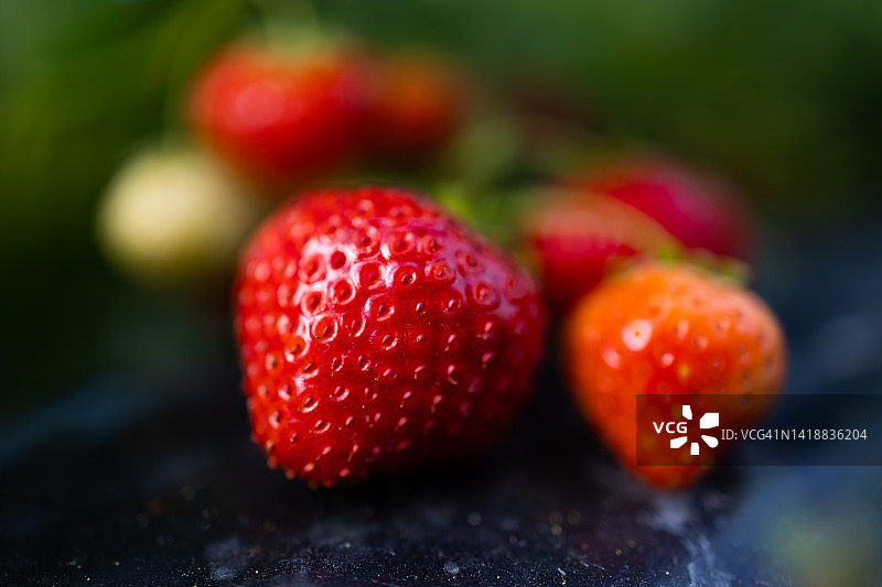 草莓收获季节图片素材