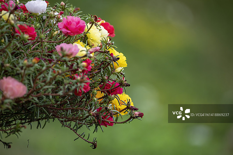 马齿苋属的植物花朵图片素材